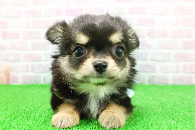 静岡県のチワワ(ロング) (Coo&RIKU浜松店/2025年11月20日生まれ/男の子/ブラックタンホワイト)の子犬の1枚目の画像