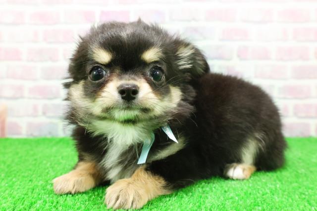 静岡県のチワワ(ロング) (Coo&RIKU浜松店/2025年11月20日生まれ/男の子/ブラックタンホワイト)の子犬の2枚目の画像