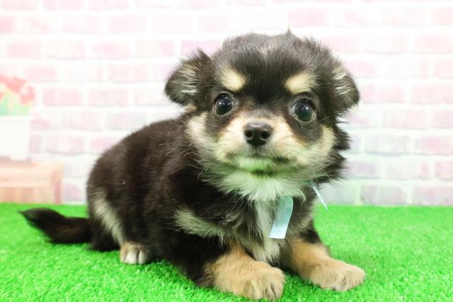 静岡県のチワワ(ロング) (Coo&RIKU浜松店/2025年11月20日生まれ/男の子/ブラックタンホワイト)の子犬の3枚目の画像