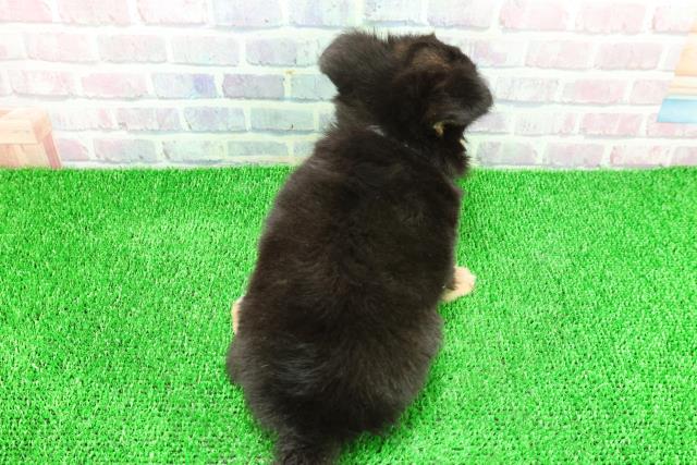 静岡県のチワワ(ロング) (Coo&RIKU浜松店/2025年11月20日生まれ/男の子/ブラックタンホワイト)の子犬の4枚目の画像