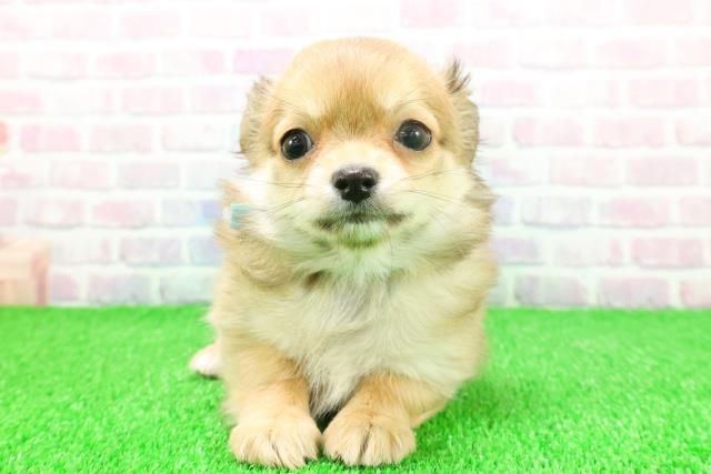 静岡県のチワワ(ロング) (Coo&RIKU沼津店/2025年11月20日生まれ/男の子/レッドホワイト)の子犬の1枚目の画像