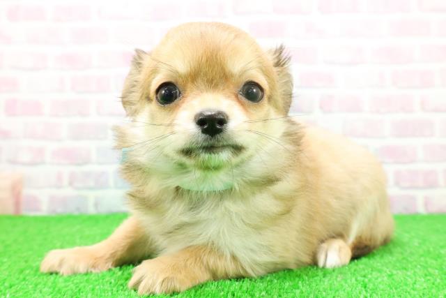 静岡県のチワワ(ロング) (Coo&RIKU沼津店/2025年11月20日生まれ/男の子/レッドホワイト)の子犬の2枚目の画像