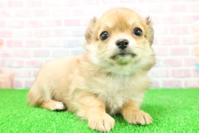 静岡県のチワワ(ロング) (Coo&RIKU沼津店/2025年11月20日生まれ/男の子/レッドホワイト)の子犬の3枚目の画像