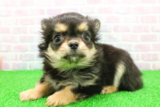 静岡県のチワワ(ロング) (Coo&RIKU富士店/2025年11月20日生まれ/女の子/ブラックタンホワイト)の子犬の2枚目の画像