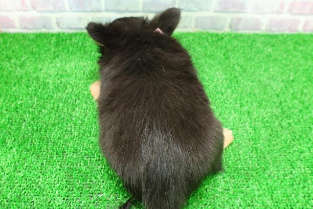 静岡県のチワワ(ロング) (Coo&RIKU富士店/2025年11月20日生まれ/女の子/ブラックタンホワイト)の子犬の4枚目の画像