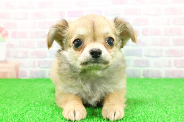 埼玉県のチワワ(ロング) (Coo&RIKU川越店/2025年11月20日生まれ/女の子/フォーンホワイト)の子犬の1枚目の画像