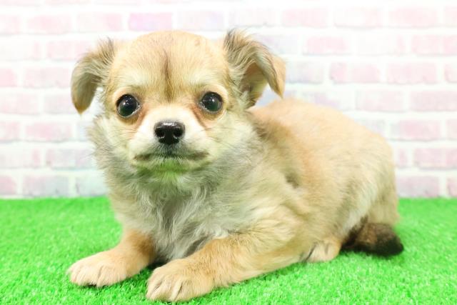 埼玉県のチワワ(ロング) (Coo&RIKU川越店/2025年11月20日生まれ/女の子/フォーンホワイト)の子犬の2枚目の画像