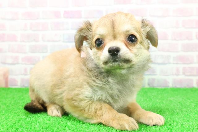 埼玉県のチワワ(ロング) (Coo&RIKU川越店/2025年11月20日生まれ/女の子/フォーンホワイト)の子犬の3枚目の画像