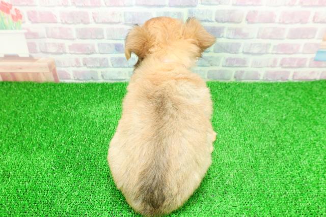 埼玉県のチワワ(ロング) (Coo&RIKU川越店/2025年11月20日生まれ/女の子/フォーンホワイト)の子犬の4枚目の画像