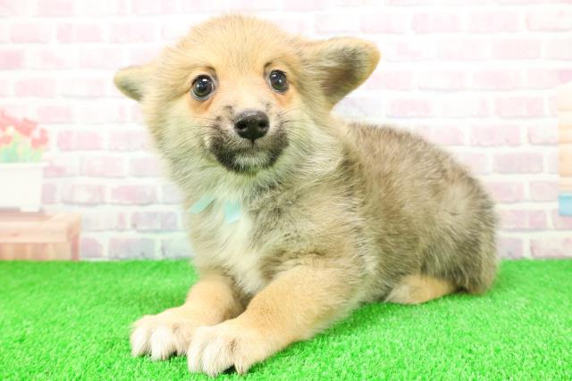 静岡県のポメコーギー(ポメラニアン×コーギー) (Coo&RIKU藤枝店/2025年11月21日生まれ/男の子/セーブルホワイト)の子犬の2枚目の画像