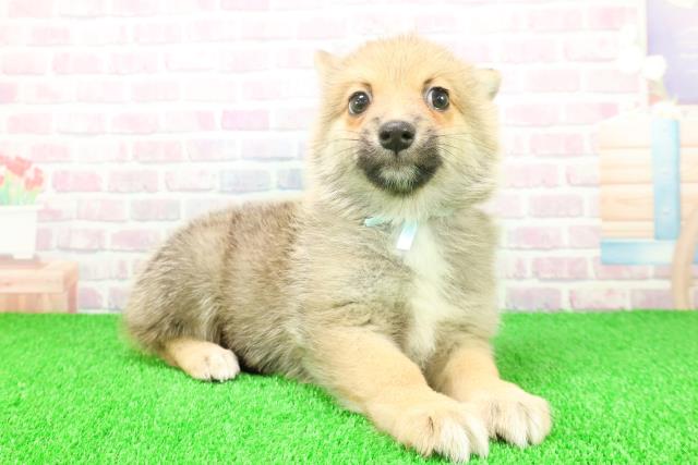 静岡県のポメコーギー(ポメラニアン×コーギー) (Coo&RIKU藤枝店/2025年11月21日生まれ/男の子/セーブルホワイト)の子犬の3枚目の画像