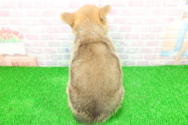 静岡県のポメコーギー(ポメラニアン×コーギー) (Coo&RIKU藤枝店/2025年11月21日生まれ/男の子/セーブルホワイト)の子犬の4枚目の画像