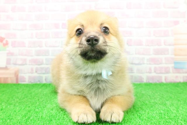 静岡県のポメコーギー(ポメラニアン×コーギー) (Coo&RIKU富士店/2025年11月21日生まれ/男の子/セーブルホワイト)の子犬の1枚目の画像