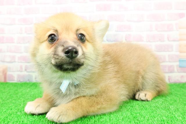 静岡県のポメコーギー(ポメラニアン×コーギー) (Coo&RIKU富士店/2025年11月21日生まれ/男の子/セーブルホワイト)の子犬の2枚目の画像