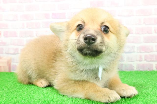 静岡県のポメコーギー(ポメラニアン×コーギー) (Coo&RIKU富士店/2025年11月21日生まれ/男の子/セーブルホワイト)の子犬の3枚目の画像