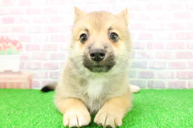 東京都のポメコーギー(ポメラニアン×コーギー) (Coo&RIKU江戸川店/2025年11月21日生まれ/男の子/セーブルホワイト)の子犬の1枚目の画像