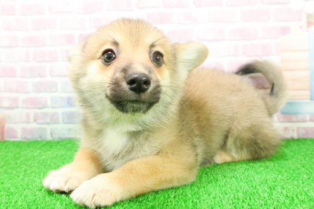 東京都のポメコーギー(ポメラニアン×コーギー) (Coo&RIKU江戸川店/2025年11月21日生まれ/男の子/セーブルホワイト)の子犬の2枚目の画像