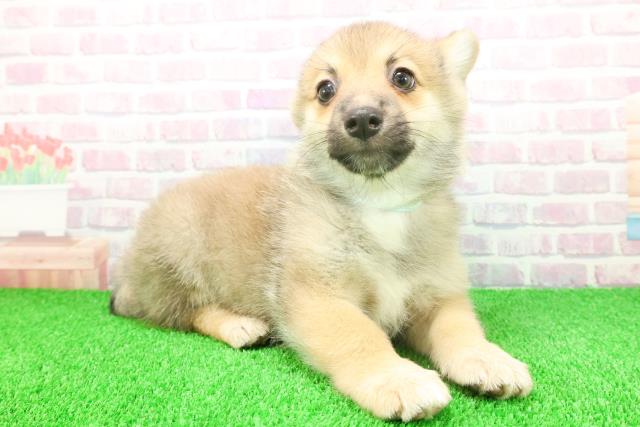 東京都のポメコーギー(ポメラニアン×コーギー) (Coo&RIKU江戸川店/2025年11月21日生まれ/男の子/セーブルホワイト)の子犬の3枚目の画像