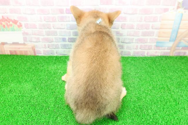 東京都のポメコーギー(ポメラニアン×コーギー) (Coo&RIKU江戸川店/2025年11月21日生まれ/男の子/セーブルホワイト)の子犬の4枚目の画像