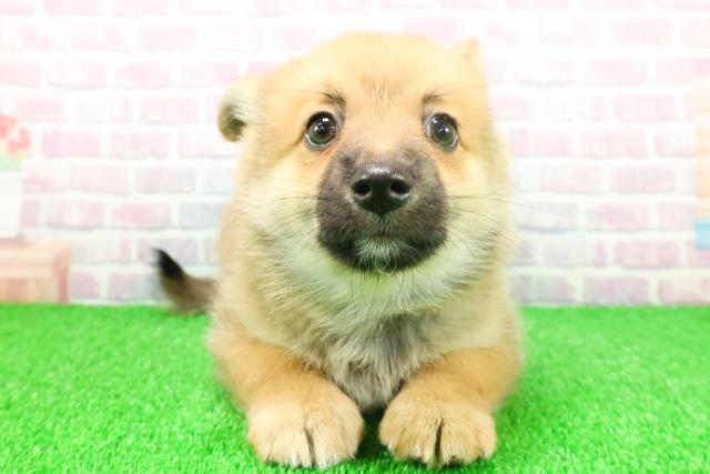 埼玉県のポメコーギー(ポメラニアン×コーギー) (Coo&RIKU川口戸塚店/2025年11月21日生まれ/男の子/セーブルホワイト)の子犬の1枚目の画像