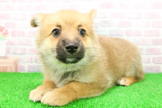 埼玉県のポメコーギー(ポメラニアン×コーギー) (Coo&RIKU川口戸塚店/2025年11月21日生まれ/男の子/セーブルホワイト)の子犬の2枚目の画像