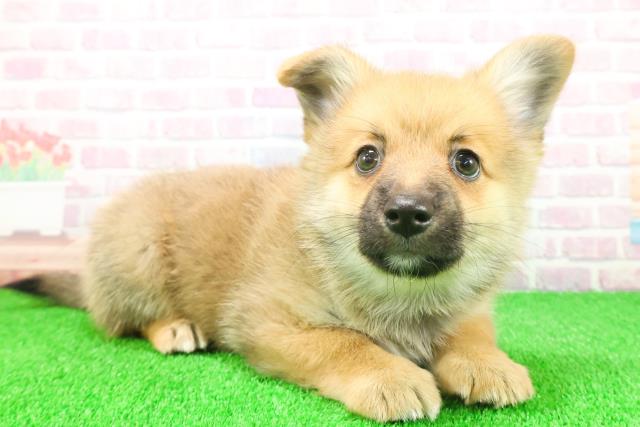 埼玉県のポメコーギー(ポメラニアン×コーギー) (Coo&RIKU川口戸塚店/2025年11月21日生まれ/男の子/セーブルホワイト)の子犬の3枚目の画像