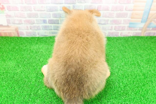 埼玉県のポメコーギー(ポメラニアン×コーギー) (Coo&RIKU川口戸塚店/2025年11月21日生まれ/男の子/セーブルホワイト)の子犬の4枚目の画像