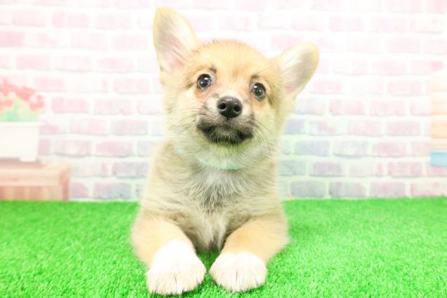 栃木県のポメコーギー(ポメラニアン×コーギー) (Coo&RIKUFKDインターパーク店/2025年11月21日生まれ/男の子/セーブルホワイト)の子犬の1枚目の画像