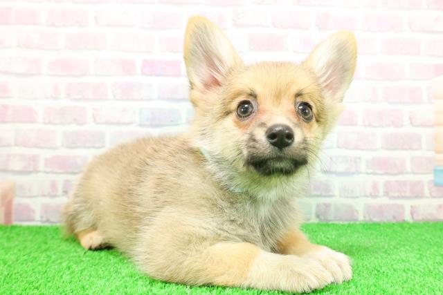 栃木県のポメコーギー(ポメラニアン×コーギー) (Coo&RIKUFKDインターパーク店/2025年11月21日生まれ/男の子/セーブルホワイト)の子犬の3枚目の画像