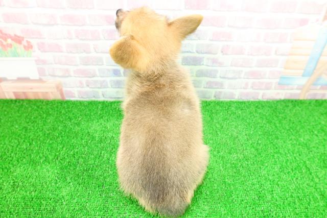 栃木県のポメコーギー(ポメラニアン×コーギー) (Coo&RIKUFKDインターパーク店/2025年11月21日生まれ/男の子/セーブルホワイト)の子犬の4枚目の画像