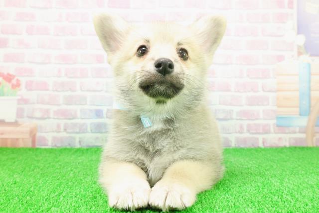 千葉県のポメコーギー(ポメラニアン×コーギー) (Coo&RIKU流山店/2025年11月21日生まれ/男の子/セーブルホワイト)の子犬の1枚目の画像