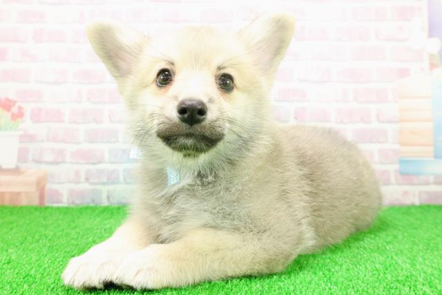 千葉県のポメコーギー(ポメラニアン×コーギー) (Coo&RIKU流山店/2025年11月21日生まれ/男の子/セーブルホワイト)の子犬の2枚目の画像