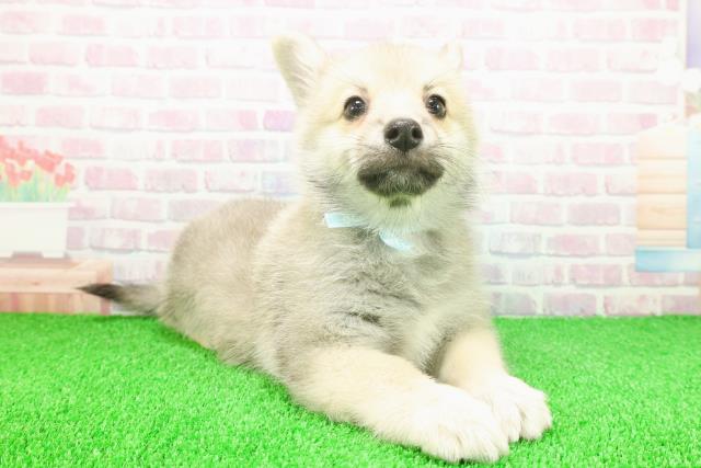 千葉県のポメコーギー(ポメラニアン×コーギー) (Coo&RIKU流山店/2025年11月21日生まれ/男の子/セーブルホワイト)の子犬の3枚目の画像