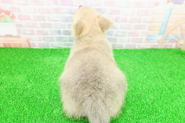 千葉県のポメコーギー(ポメラニアン×コーギー) (Coo&RIKU流山店/2025年11月21日生まれ/男の子/セーブルホワイト)の子犬の4枚目の画像