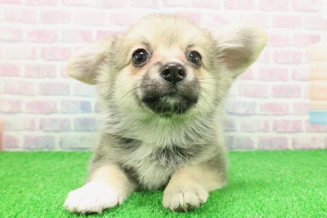 埼玉県のポメコーギー(ポメラニアン×コーギー) (Coo&RIKUアニマルケアセンター大宮/2025年11月21日生まれ/女の子/セーブルホワイト)の子犬の1枚目の画像