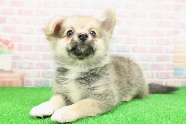 埼玉県のポメコーギー(ポメラニアン×コーギー) (Coo&RIKUアニマルケアセンター大宮/2025年11月21日生まれ/女の子/セーブルホワイト)の子犬の2枚目の画像