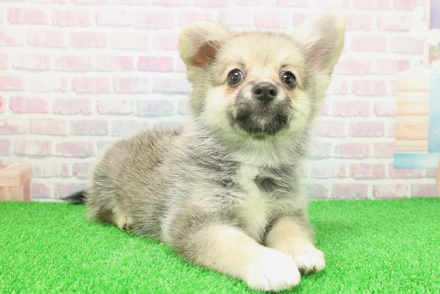 埼玉県のポメコーギー(ポメラニアン×コーギー) (Coo&RIKUアニマルケアセンター大宮/2025年11月21日生まれ/女の子/セーブルホワイト)の子犬の3枚目の画像