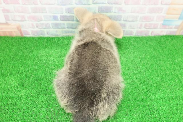 埼玉県のポメコーギー(ポメラニアン×コーギー) (Coo&RIKUアニマルケアセンター大宮/2025年11月21日生まれ/女の子/セーブルホワイト)の子犬の4枚目の画像