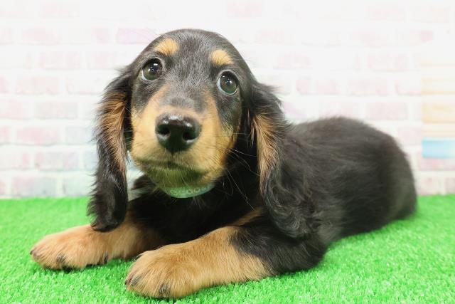 神奈川県のミニチュアダックスフンド(ロング) (Coo&RIKU秦野店/2025年11月21日生まれ/男の子/ブラックタン)の子犬の2枚目の画像