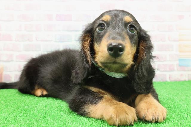 神奈川県のミニチュアダックスフンド(ロング) (Coo&RIKU秦野店/2025年11月21日生まれ/男の子/ブラックタン)の子犬の3枚目の画像