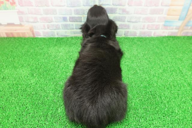 神奈川県のミニチュアダックスフンド(ロング) (Coo&RIKU秦野店/2025年11月21日生まれ/男の子/ブラックタン)の子犬の4枚目の画像