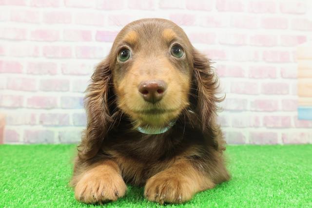 神奈川県のミニチュアダックスフンド(ロング) (Coo&RIKU小田原店/2025年11月21日生まれ/男の子/チョコレートタン)の子犬の1枚目の画像