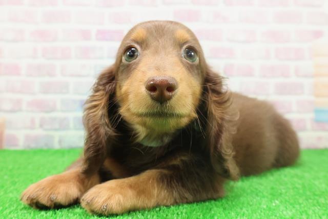 神奈川県のミニチュアダックスフンド(ロング) (Coo&RIKU小田原店/2025年11月21日生まれ/男の子/チョコレートタン)の子犬の2枚目の画像