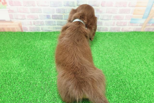 神奈川県のミニチュアダックスフンド(ロング) (Coo&RIKU小田原店/2025年11月21日生まれ/男の子/チョコレートタン)の子犬の4枚目の画像