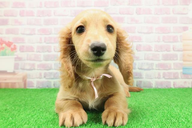 大阪府のミニチュアダックスフンド(ロング) (Coo&RIKU城東古市店/2025年11月17日生まれ/女の子/イエロー)の子犬の1枚目の画像