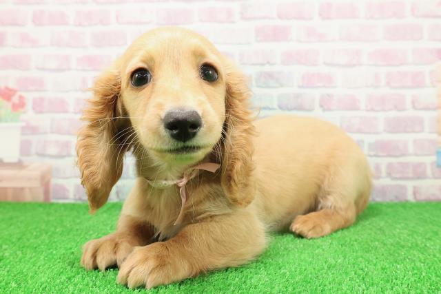 大阪府のミニチュアダックスフンド(ロング) (Coo&RIKU城東古市店/2025年11月17日生まれ/女の子/イエロー)の子犬の2枚目の画像