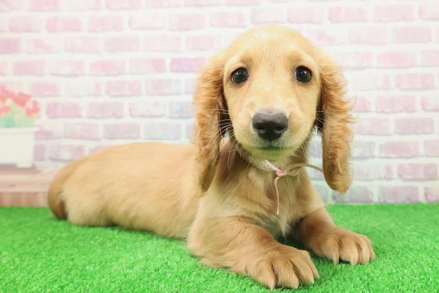 大阪府のミニチュアダックスフンド(ロング) (Coo&RIKU城東古市店/2025年11月17日生まれ/女の子/イエロー)の子犬の3枚目の画像