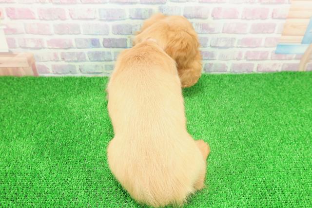 大阪府のミニチュアダックスフンド(ロング) (Coo&RIKU城東古市店/2025年11月17日生まれ/女の子/イエロー)の子犬の4枚目の画像