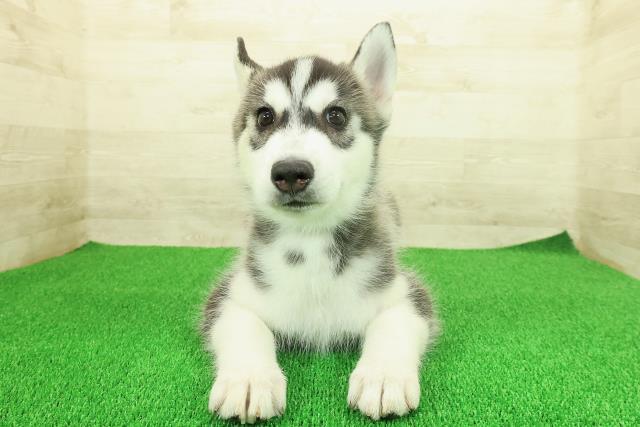 沖縄県のシベリアンハスキー (Coo&RIKU沖縄浦添店/2025年11月17日生まれ/男の子/ブラックホワイト)の子犬