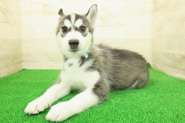 沖縄県のシベリアンハスキー (Coo&RIKU沖縄浦添店/2025年11月17日生まれ/男の子/ブラックホワイト)の子犬の2枚目の画像